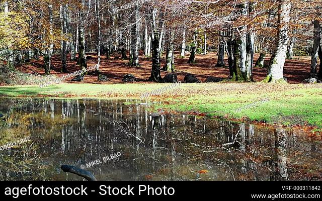 Beechwood in autumn. Urbasa-Andia Natural Park. Navarre, Spain, Europe. 4K