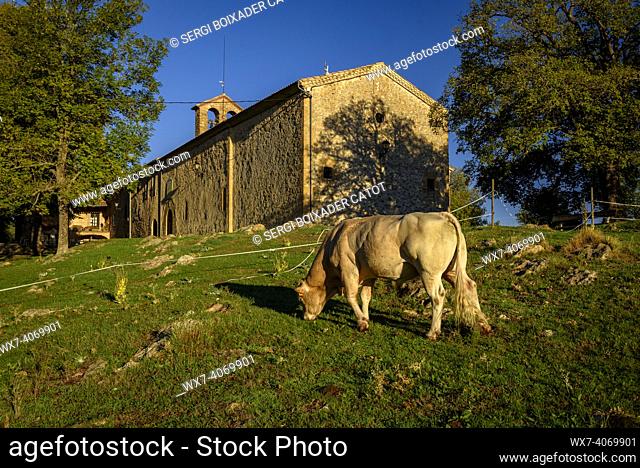 Sanctuary of Falgars, on a summer morning in the Catllaras s mountain range, with a cow grazing (Berguedá , Barcelona, Catalonia, Spain, Pyrenees)