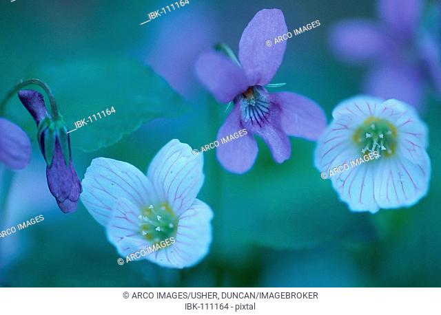 Heath Dog Violet and Wood-Sorrel, Lower Saxony, Germany / (Viola canina), (Oxalis acetosella)