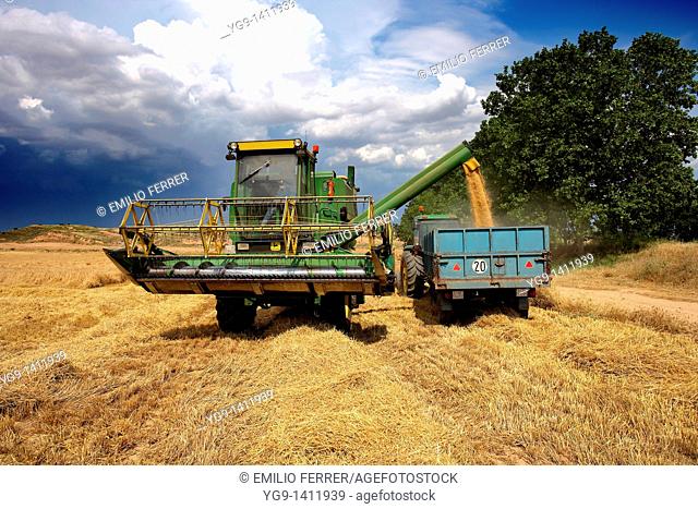 Combine-harvester unloading wheat into a tow