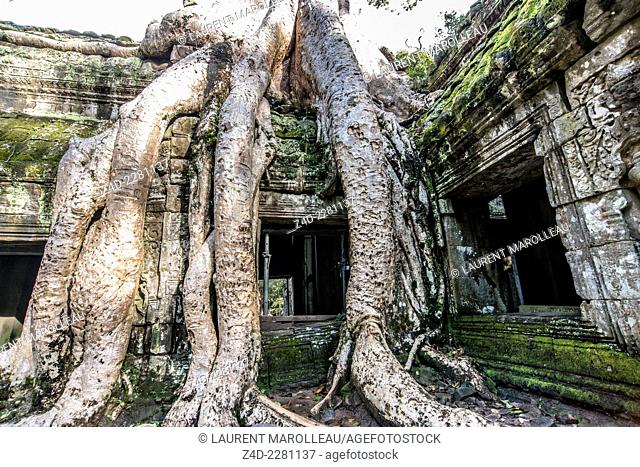 Giant tree roots (Tetrameles nudiflora) growing over a building at Ta Prohm temple, built in the Bayon style largely in the late 12th and early 13th centuries...