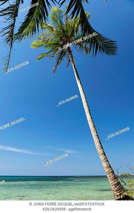 Palm on the beach, Koh Kood island, Ko Kut district in Trat Province, Thailand, Asia