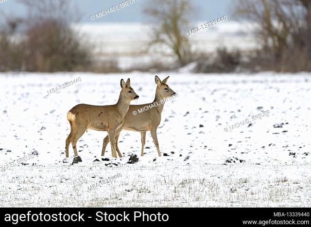 Roe deer (Capreolus capreolus) on a snow-covered field, winter, Hesse, Germany