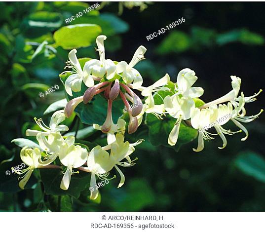 Italian Honeysuckle, Lonicera caprifolium, Perfoliate Honeysuckle