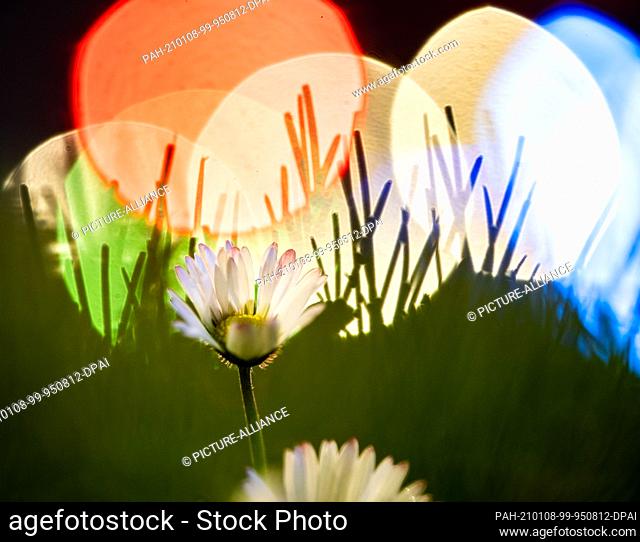 08 January 2021, Hessen, Frankfurt/Main: Daisies bloom in the middle of winter on a nocturnal meadow at the edge of a busy road