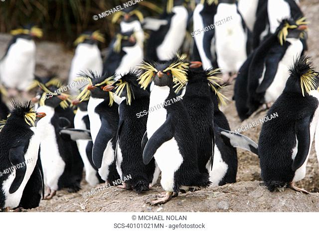 Adult rockhopper penguins Eudyptes chrysocome moseleyi on Nightingale Island in the Tristan da Cunha Island Group, South Atlantic Ocean This sub-species of...