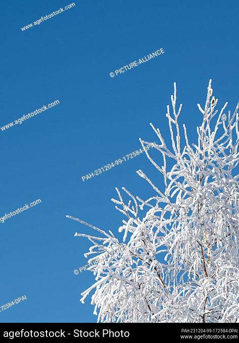 03 December 2023, Baden-Württemberg, Baiersbronn: A tree covered in snow against a blue sky on the Lothar Trail in the Black Forest National Park