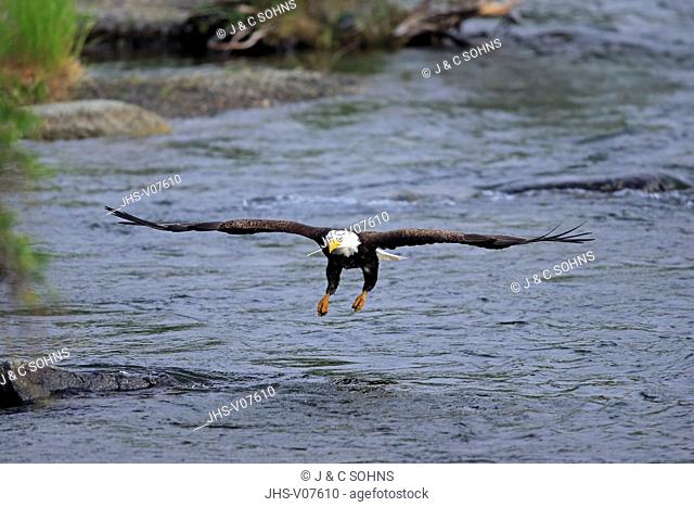 Bald Eagle, (Haliaeetus leucocephalus), adult flying over water, Brookes River, Katmai Nationalpark, Alaska, USA, North America