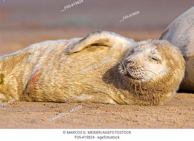 Grey Seal (Halichoerus grypus), newborn pup showing part of its umbilical cord. Donna Nook National Nature Reserve, England. UK