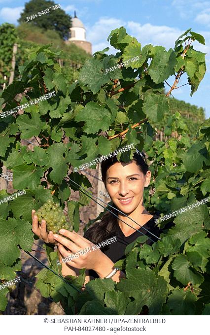 The Saxon Wine Queen Daniela Undeutsch posing during the grape harvest in a vineyard in Radebeul near Dresden, Germany, 19 September 2016