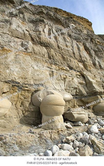 Carbonate cemented nodules of Bencliff Grit Formation, after winter erosion, Osmington Mills, Dorset, England, march