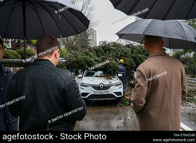 RUSSIA, SOCHI - MARCH 13, 2023: People look at a tree fallen on a car in Gorkogo Street. The cypress tree has fallen on the car blocking the traffic in both...