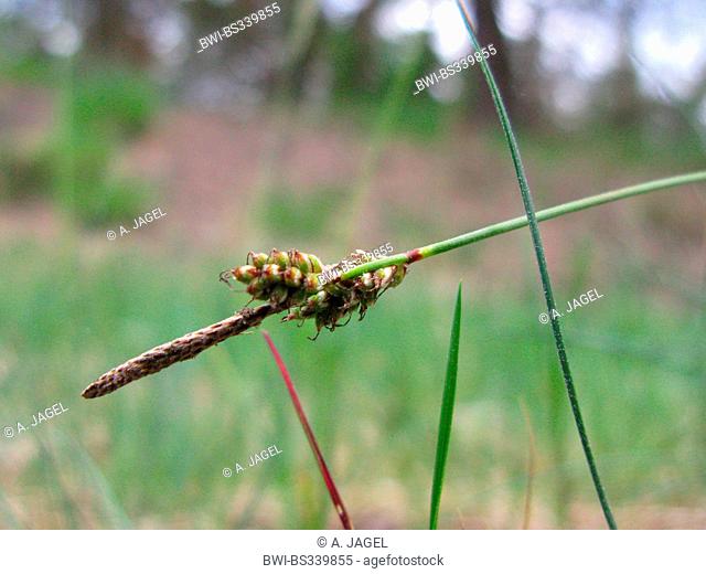 rare spring-sedge (Carex ericetorum), infructescence, Germany, North Rhine-Westphalia