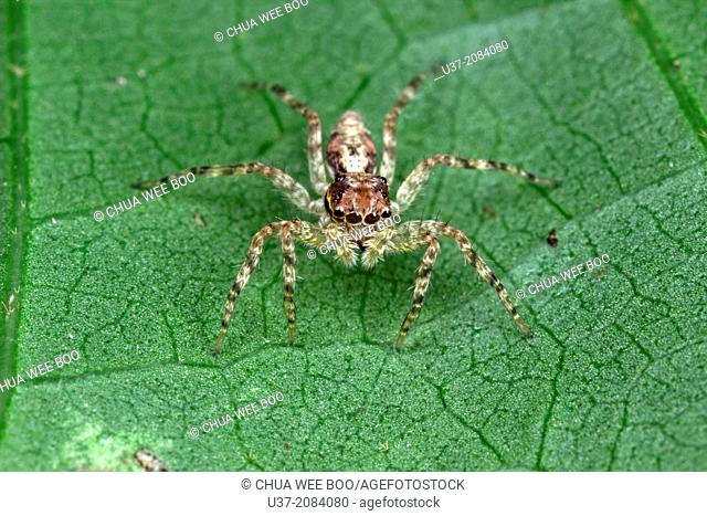 Jumping spider. Image taken at Kampung Skudup, Sarawak, Malaysia