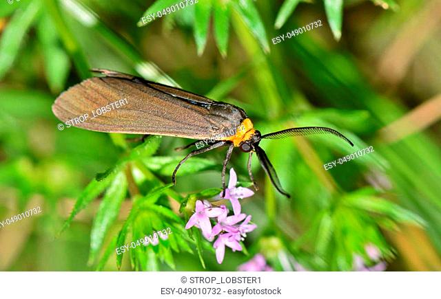 A wasp moth called Virginia Ctenucha (Ctenucha virginica) sitting on purple wildflowers in Springtime. These are active mostly in the day