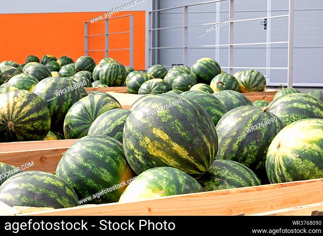 Big Watermelons in Crates at Wholesale Warehouse
