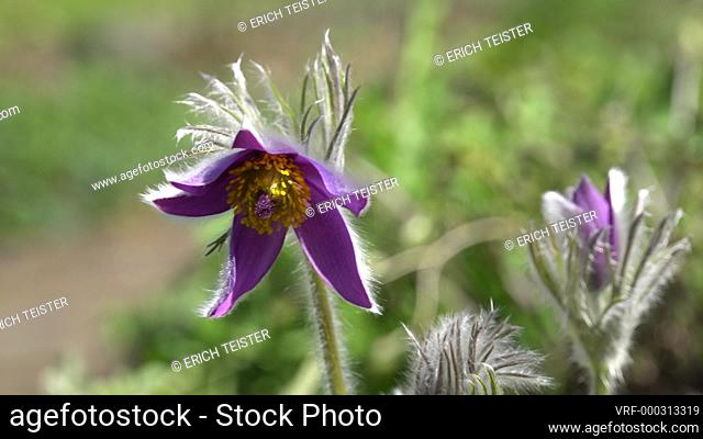 closeup from blooming Pulsatille vulgaris, the European or common pasqueflower