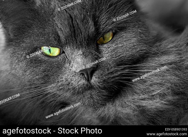 Head and face of long haired British Blue Cat - monochrome image with colorfull eyes
