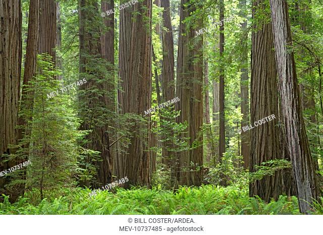 Coastal Redwood forest - Stout Grove (Sequoia sempervirens)