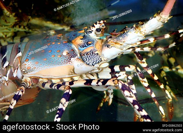 Ornate rock lobster swimming in water