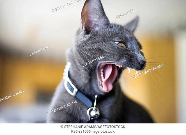 Yawning gray cat