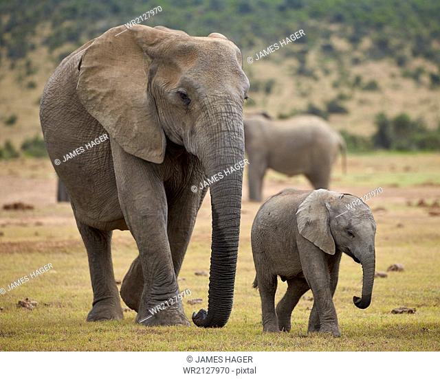 African elephant (Loxodonta africana) adult and baby, Addo Elephant National Park, South Africa, Africa