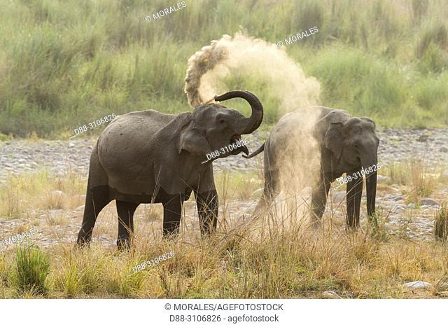 Asia, India, Uttarakhand, Jim Corbett National Park, Asian or Asiatic elephant (Elephas maximus), dust bath