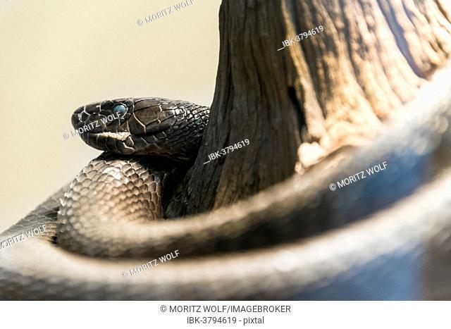 Black Mamba (Dendroaspis polylepis), Living Desert Snake Park, Walvis Bay, Namibia