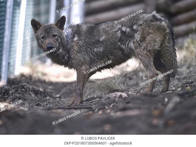 A female of Iberian wolf (Canis lupus signatus) called Beret is seen in Jihlava Zoo, Czech Republic, on July 30, 2018. (CTK Photo/Lubos Pavlicek)