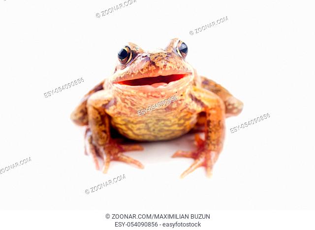 Funny frog. Cheerful frog with open mouth on white background. Concept of direct interest