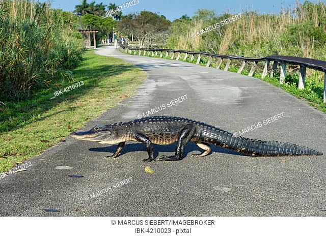 American alligator (Alligator mississippiensis) crossing path, Anhinga Trail, Everglades National Park, Florida, USA