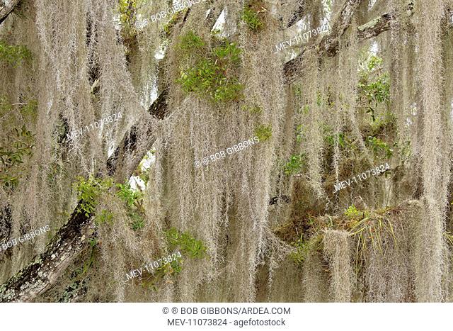 Spanish Moss / Air Plant epiphytic on Wild Tamarind (Lysiloma latisiliquum) Florida, USA