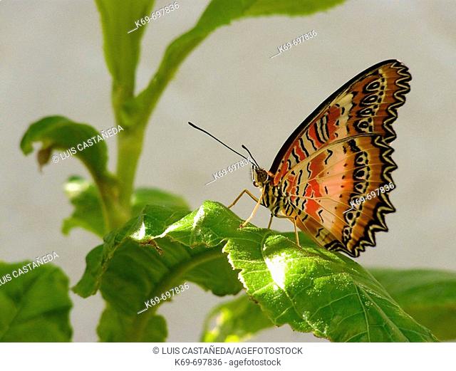 Lacewing Butterfly (Cethosia biblis)