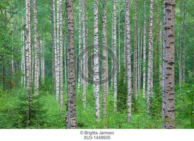 Forest of birch trees Finland Hameenlinna