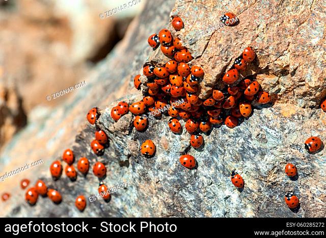 A swarm of Ladybirds (coccinellidae) in Cyprus