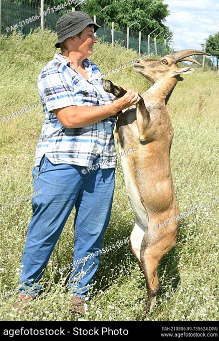 31 July 2021, Saxony, Mockrehna/OT Audenhain: In the game enclosure of farmer Kuno Pötzsch, the tame three-year-old female ibex ""Bibi"" takes advantage of her...