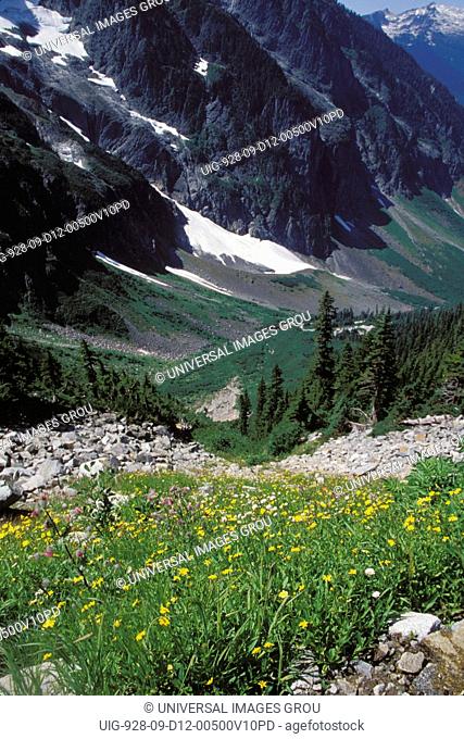 Washington. North Cascades National Park. Flowering Sub-Alpine Meadow Along Cascade Pass Trail