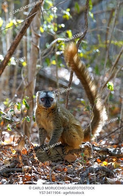Red-fronted lemur (Eulemur rufifrons) female, Réserve Forestière de Kirindy, Kirindy Forest, Western Madagascar