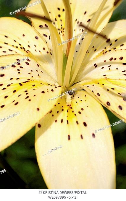 A speckled light yellow asiatic lily