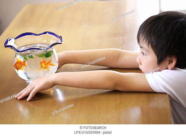 Boy looking at goldfishes in a fishbowl