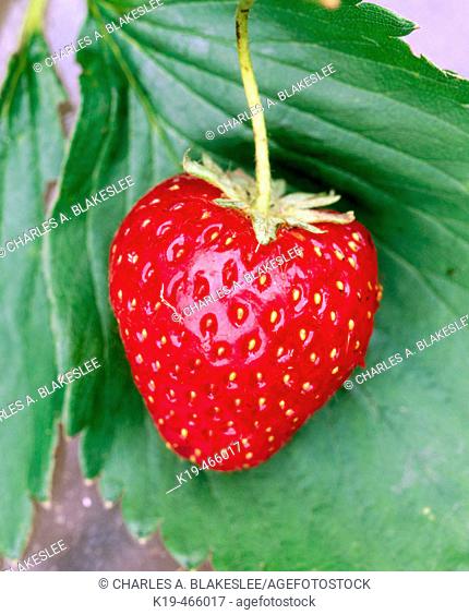 Strawberry. Anacortes. Skagit County. Washington. USA
