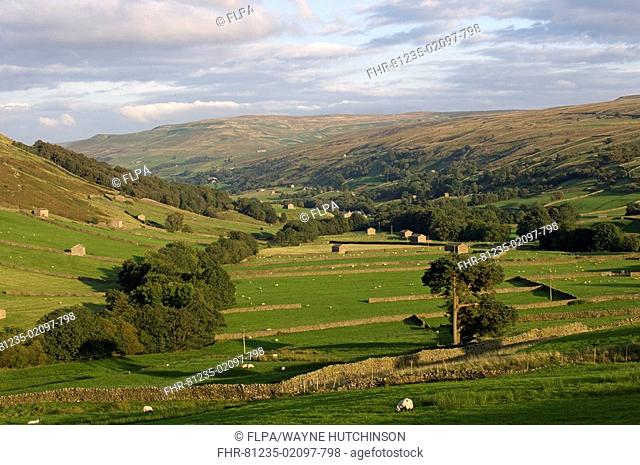 View of farmland with drystone walls, barns and distant moorland, near Thwaite, Swaledale, Yorkshire Dales N P , Yorkshire, England