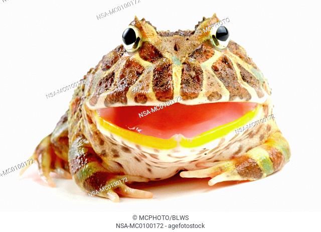 Ceratophrys ornata, argentine horned frog, pacman frog, nightcrawler, night crawler, ornate horned frog, ornate horned toad, escuerzo