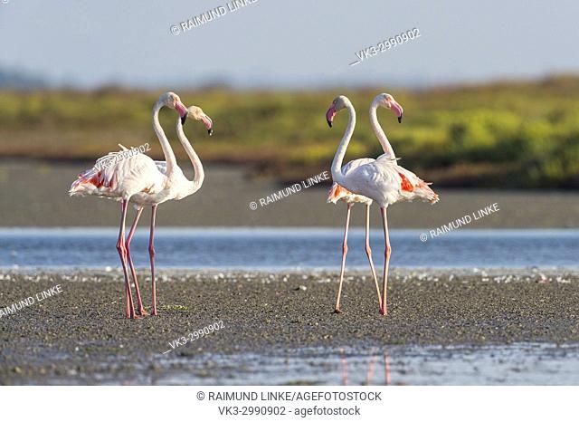 European Flamingo, Great Flamingo, Phoenicopterus roseus, Saintes-Maries-de-la-Mer, Parc naturel régional de Camargue, Languedoc Roussillon, France