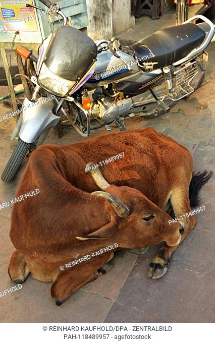 Street scene in Pushkar (also called white town) in North India - a cow lies withten on the street next to a motorcycle, taken on 03.02