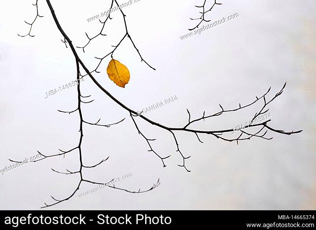 the last leaf, copper beech in autumn, fog mood, Pfälzerwald Nature Park, Pfälzerwald-Nordvogesen Biosphere Reserve, Rhineland-Palatinate, Germany