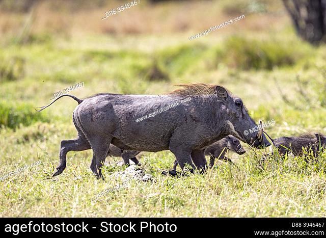 Africa, East Africa, Kenya, Masai Mara National Reserve, National Park, Warthog (Phacochoerus africanus), in the savannah, mother and youngs