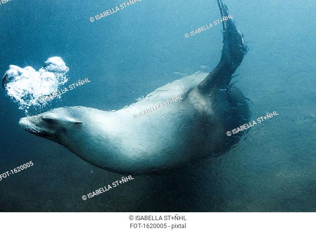 Side view of seal swimming underwater