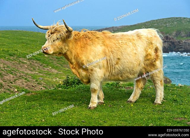 Kuh, Schottisches Hochlandrind, Highland Cattle oder Kyloe, auf der Weide, Schottland, Großbritannien / Cow, Scottish Highland Cattle or Kyloe, on a pasture