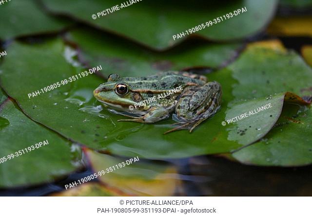 05 August 2019, Baden-Wuerttemberg, Freiburg: A frog sits on the leaf of a water lily. Photo: Patrick Seeger/dpa. - Freiburg/Baden-Wuerttemberg/Germany